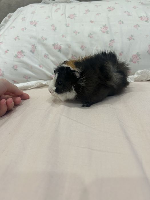 красивая морская свинка