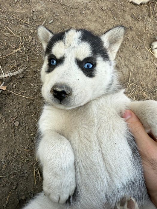 Продам щенков хаски