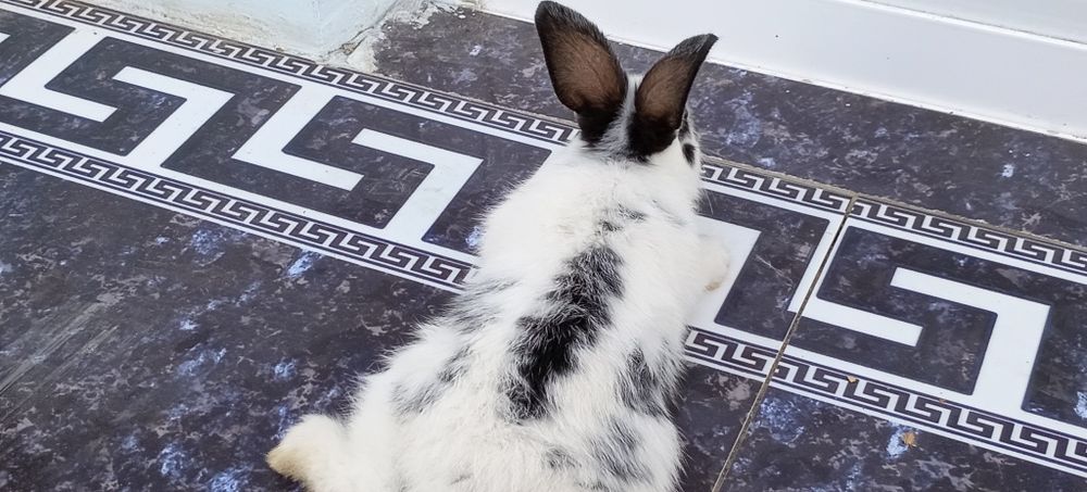 Gibrit quyoncha sotiladi! Sog'lom ishtahali quyonlar bizda