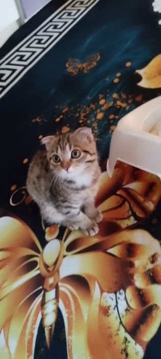 Котёнок вислоухая