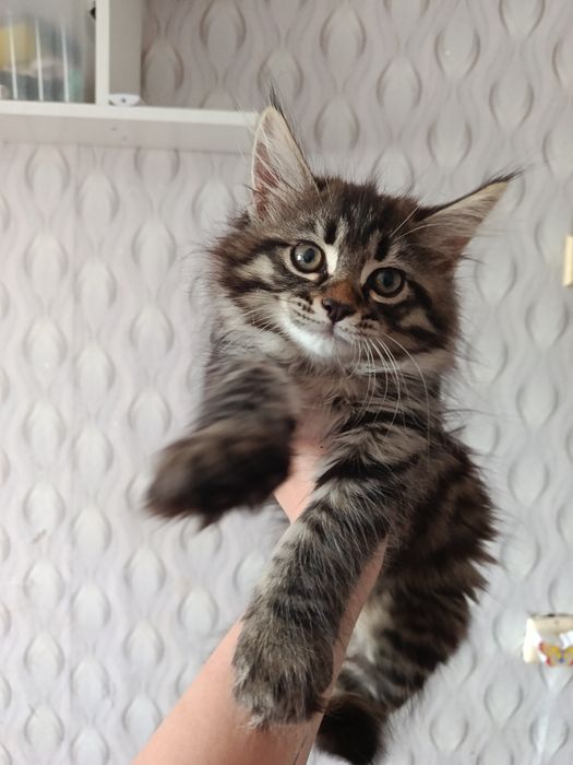 Продам милых котят Мейн-кун