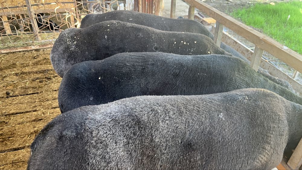 Продаются 4 кучкара