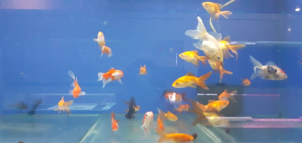 Аквариумы и аквариумные рыбки
