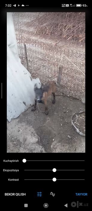 Тоззасидан бокаман диганларга