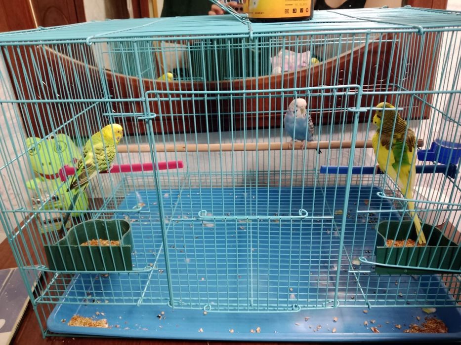 Продам попугаев с клеткой