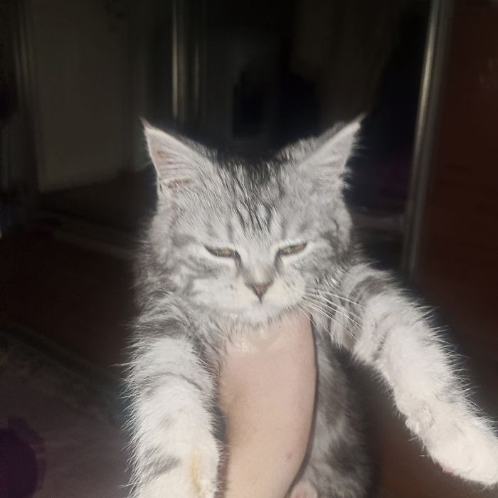 Продам котёнка за 10