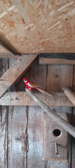 Papagali Perusi si Rossela