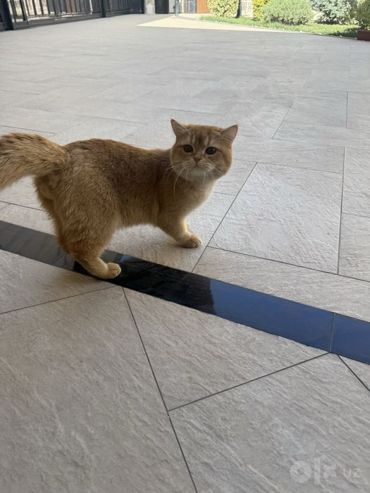 Кошка британский