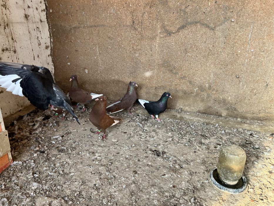 Американцы кормилцы