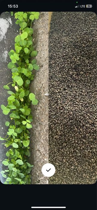 Семена люцерно. Жонышка урык. Беде