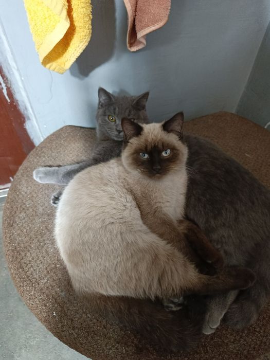 Отдам котят в хорошие руки