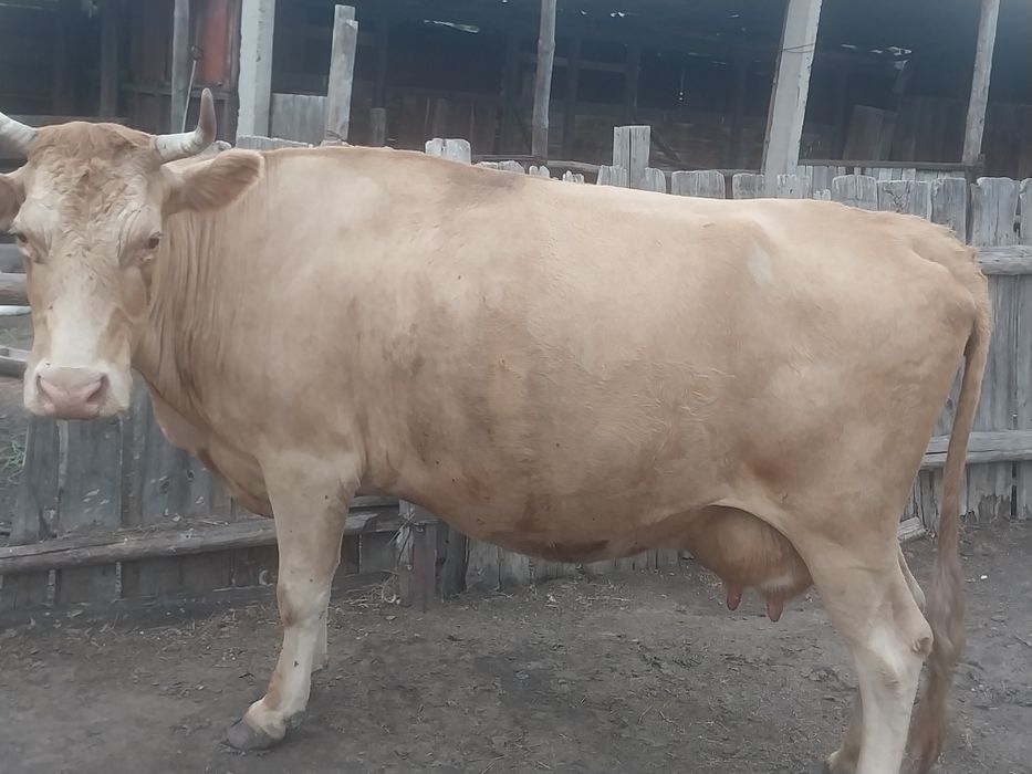 Продам коров оптом. Галкино