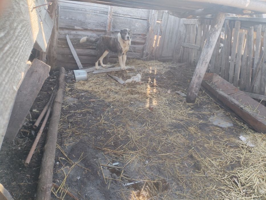 Продам суку Алабай