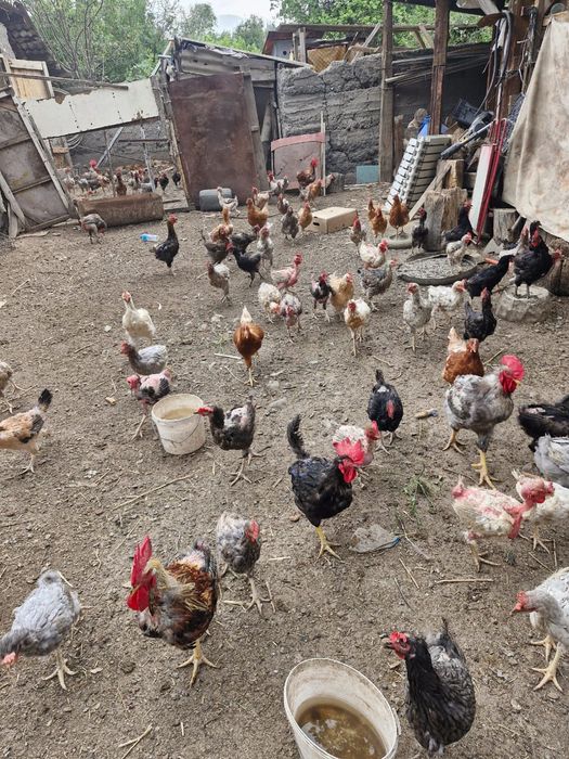 Продам домашних кур на мясо