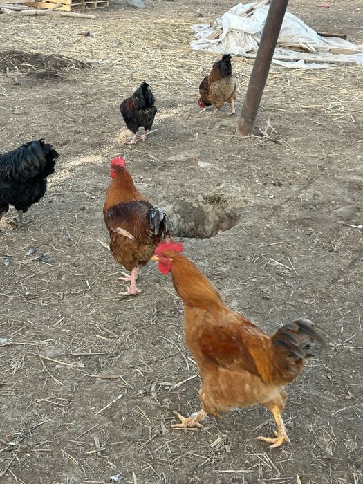 Продам петуховввввв