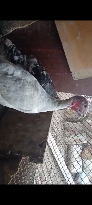 Үндік үндік үндік