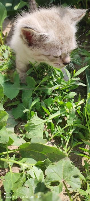 Отдам  котят в хорошие руки