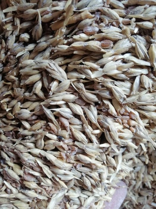 Продаю зерноотход