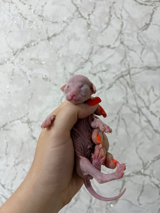 Котята сфинкса мальчики