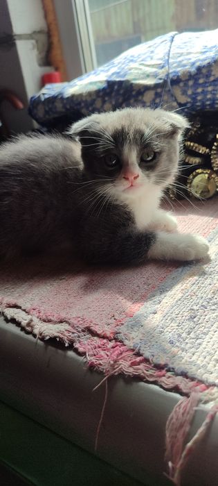 Отдам красивого котёнка
