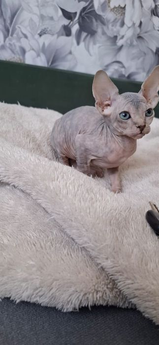 Донские Сфинксы.  Голубоглазые .