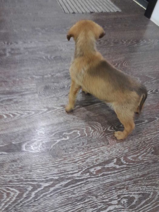 Срочно продам щенка!