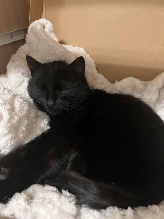 Кошечка ( или кот) отдам в добрые руки.