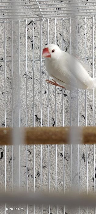 Рисовая амадина сотилади