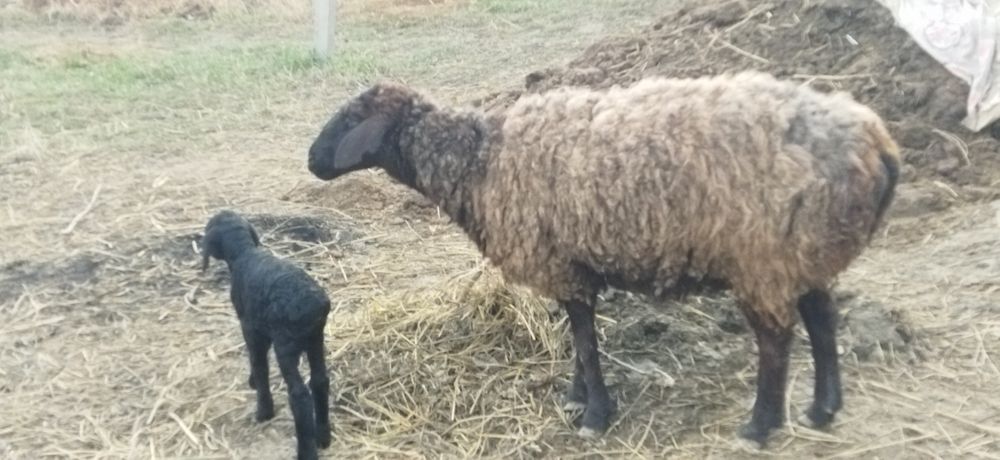 Ona bola hisori qo'y sotiladi