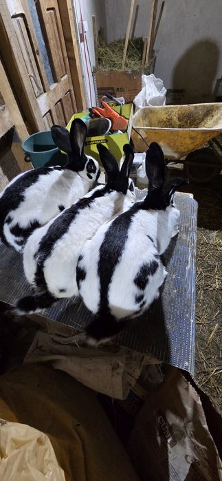 Femele fluture german