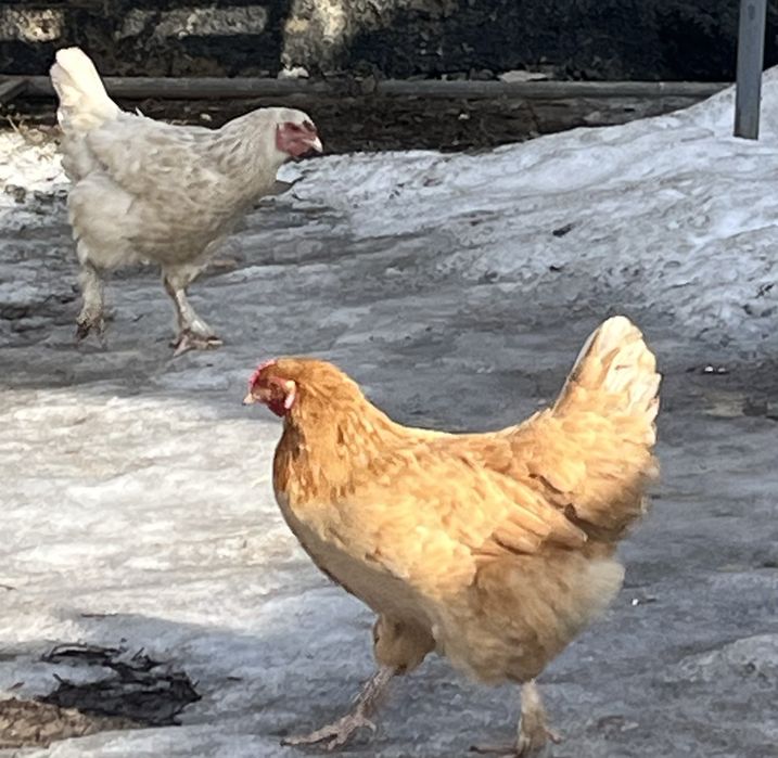 Курица домашнаяя