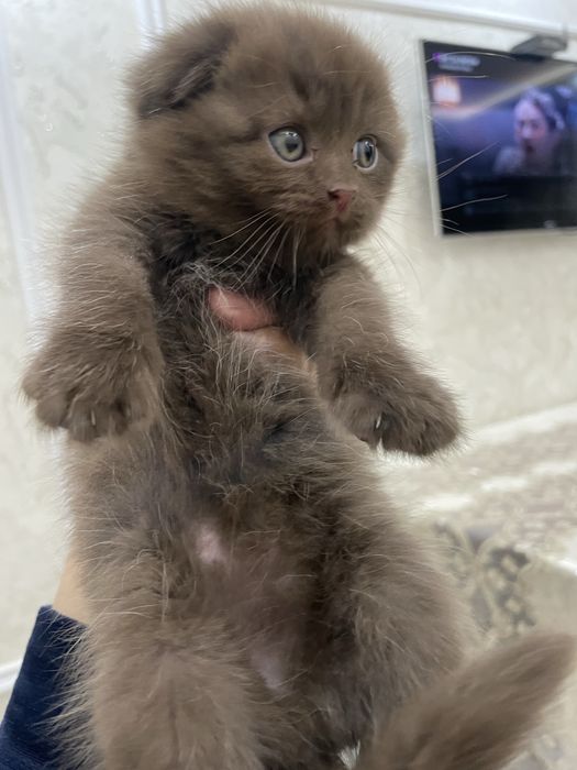 Породистый котенок продается