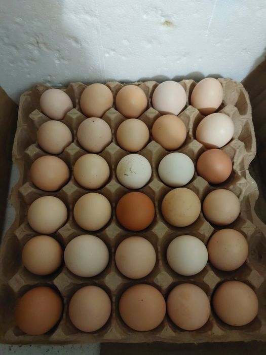 Яйца Домашних Курей Другое