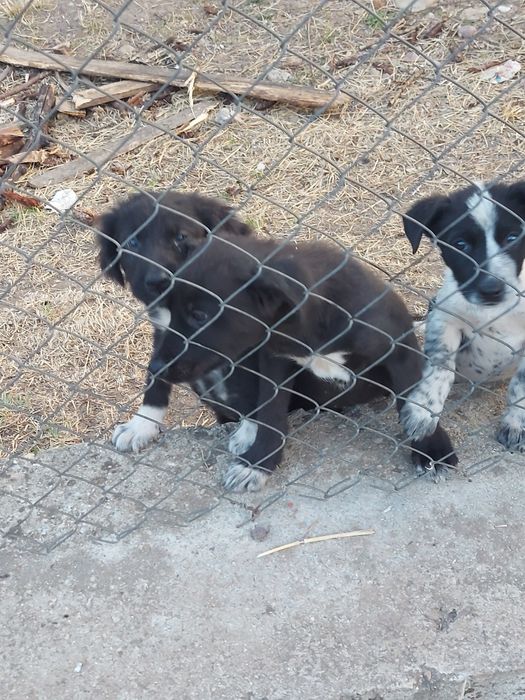 Подарявам кученца