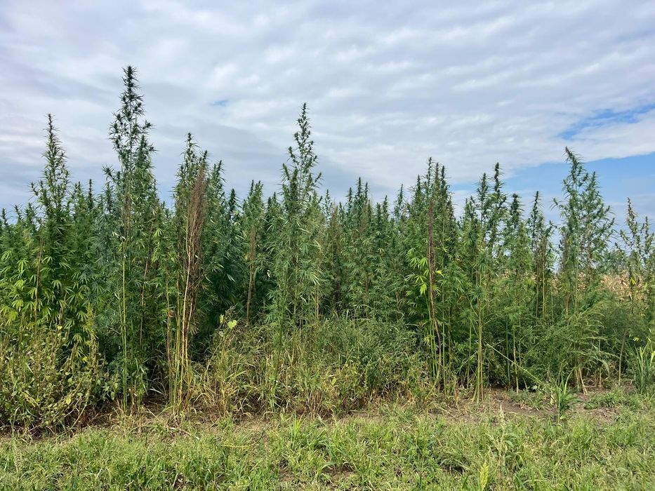 Semințe cânepă certificate European