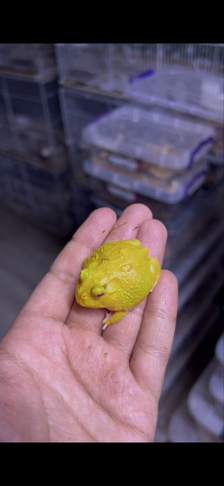 Лягушка рогатка super pikachu