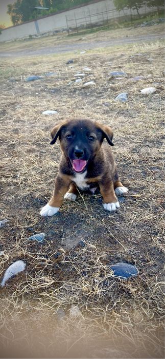 KAMERA P1000  zoom 3000