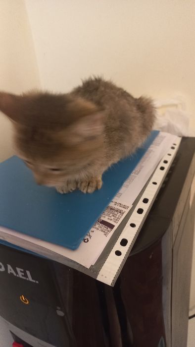 Котенок в добрые руки