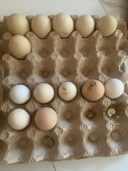 Индаутка жұмыртқасы бар