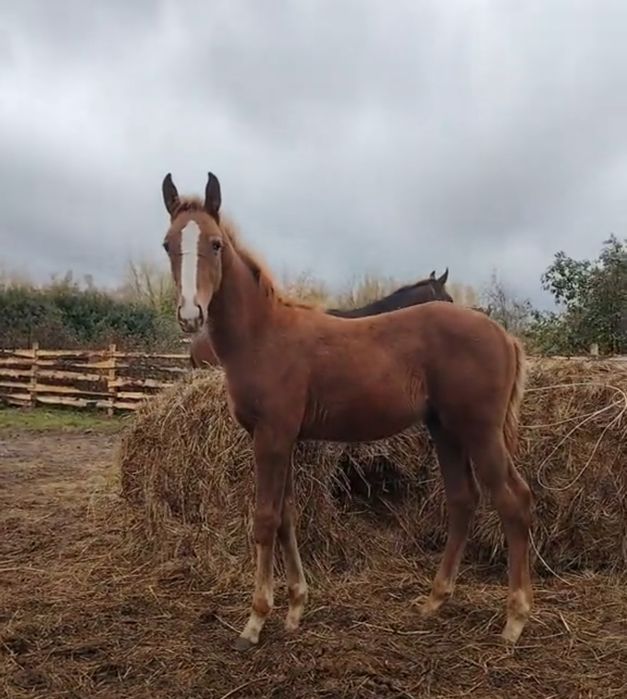 Продам жеребенка ЧК.