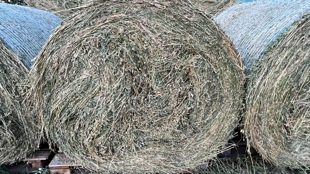 Baloți lucernă rotunzi