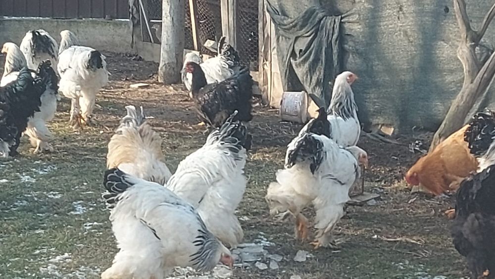 Găini de rasă Brahma