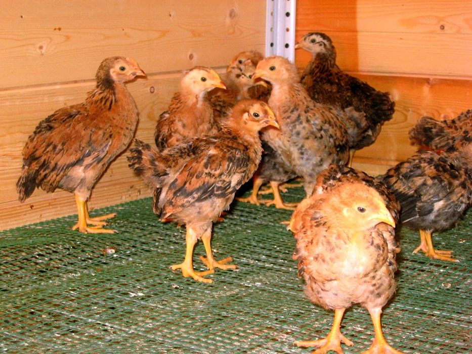 Продам цыплят кучин