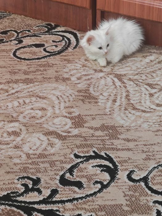 Отдам котят в хорошие руи