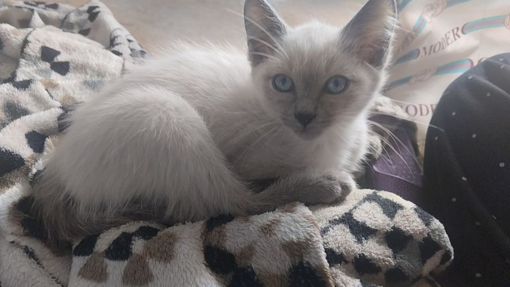 Котёнок сиямски продаеться, очень ласковые