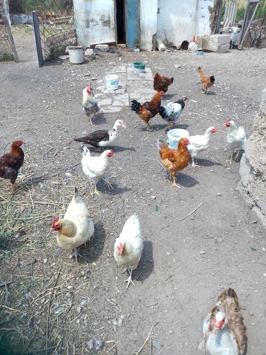 Продаются  Куры Утки .