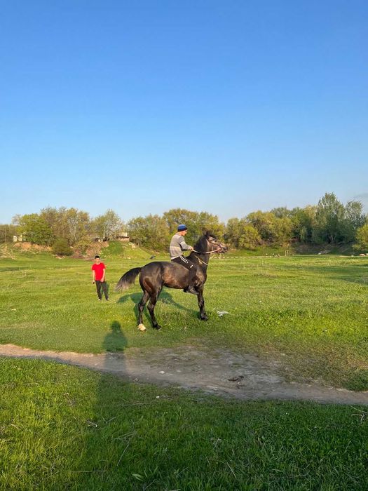 Продам хорошего коня