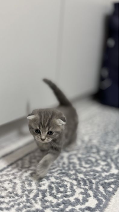 Шотландский парода ,котятаа