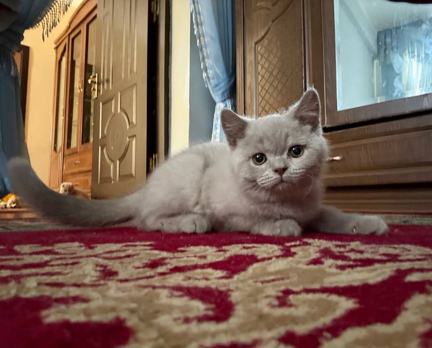 Продается красавица скоттиш страйт лиловая девочка