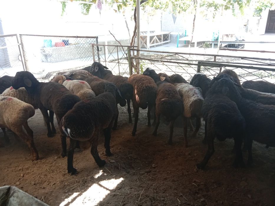 Qora ayollar kontur onlayn porno